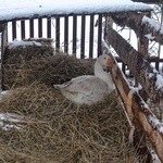 Kolędowanie w Szczereżu