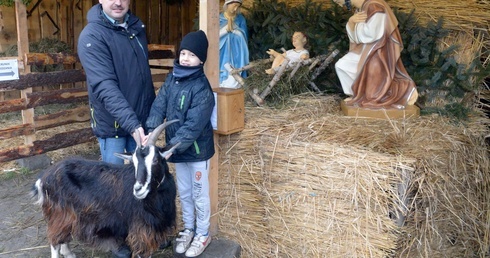 Jednym z budowniczych szopki i opiekunem żywego inwentarza jest Mariusz Ptaszek (na zdjęciu z synem Pawłem), wielki rycerz kozienickich Rycerzy Kolumba 