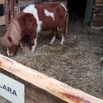 Kolędowanie w Piekarskim Betlejem