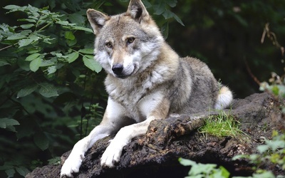 Mysłajek: Wilki to nie pupile, dokarmiane zachowują się nietypowo