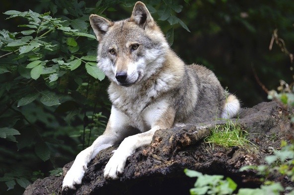 Mysłajek: Wilki to nie pupile, dokarmiane zachowują się nietypowo