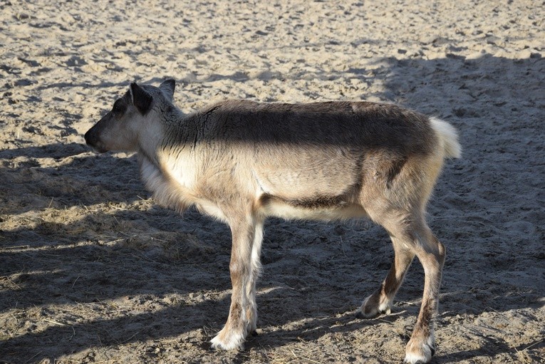 Wizyta w industrialnej zagrodzie w Żyrardowie