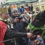 Świdnica. Tutaj znów były osiołki...