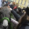 Świdnica. Tutaj znów były osiołki...