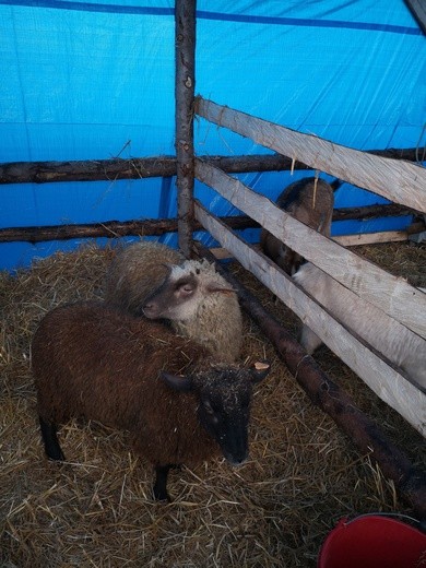 Orszak Trzech Króli w Szczeglinie, cz.II