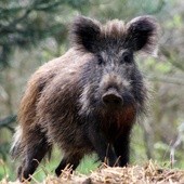 Rekordowy odstrzał dzików - jak to się robi w Niemczech