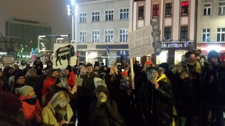 Protest w obronie dzików w Katowicach