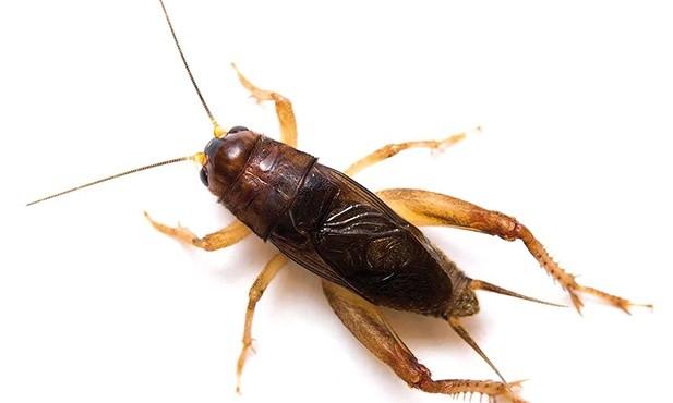 Świerszcz z gatunku Anurogryllus celerinictus.  To prawdopodobnie ten owad był przyczyną dolegliwości amerykańskich dyplomatów.