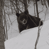 Bieszczadzki leśniczy przemawia do niedźwiedzia