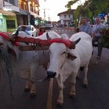 ŚDM - zakończenie Dni w Diecezjach 