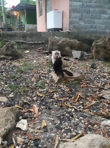 ŚDM w Panamie - spotkanie centralne