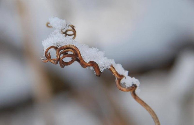 Zima u jezuitów w Gliwicach