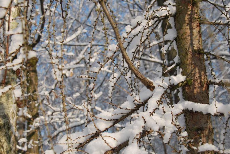 Zima u jezuitów w Gliwicach