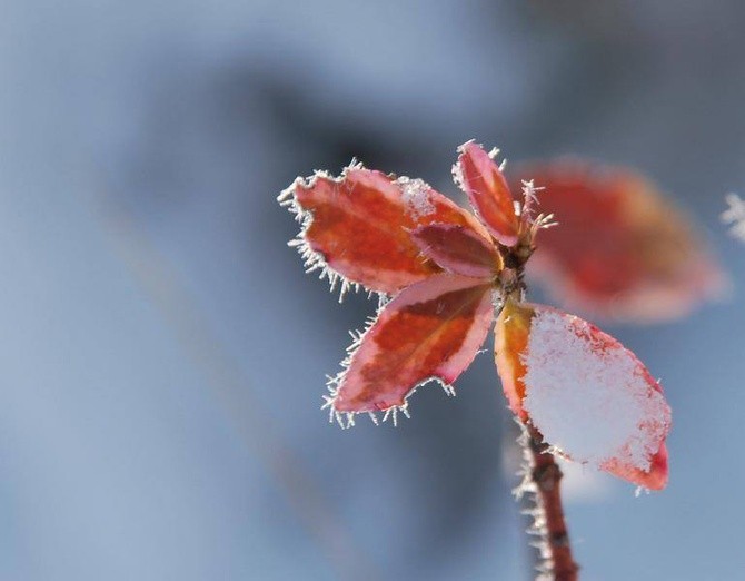 Zima u jezuitów w Gliwicach