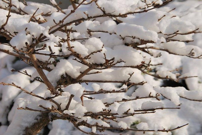 Zima u jezuitów w Gliwicach