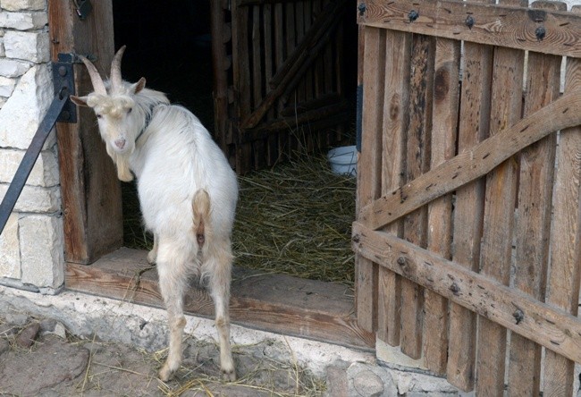 Koziołek przyjęty do skansenu