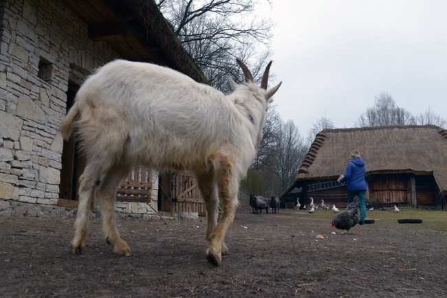 Koziołek przyjęty do skansenu