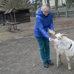 Koziołek przyjęty do skansenu