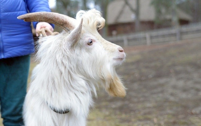 Koziołek przyjęty do skansenu