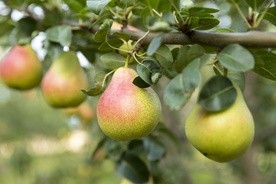 Po własnym owocu bowiem poznaje się każde drzewo