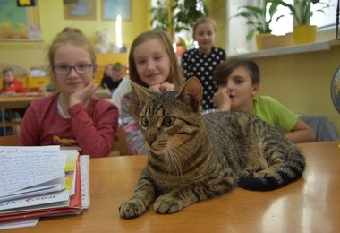 Na lekcji wśród uczniów biegał kot