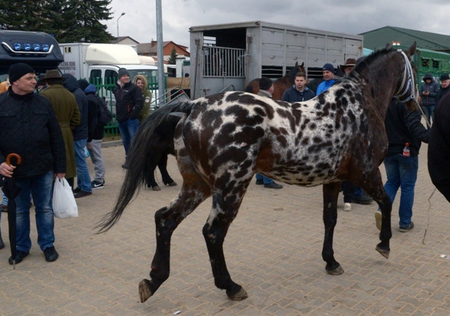 Targi Końskie w Skaryszewie