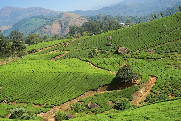 Plantacje herbaty w większości należą do firmy Tata.