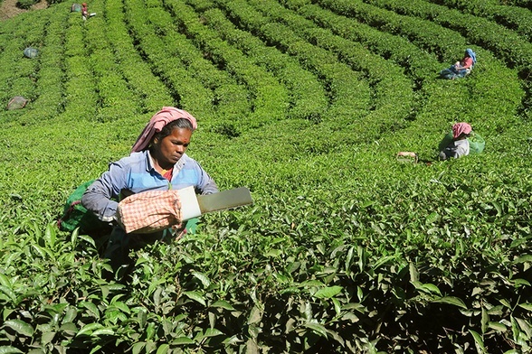 W stanie Kerala najwięcej herbacianych plantacji znajduje się w okolicach miasta Maanar. Pracujące tam kobiety dostają dziennie równowartość kilku złotych.