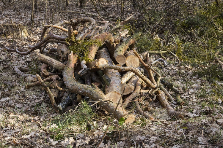 Wycinka w Zwierzyńcu