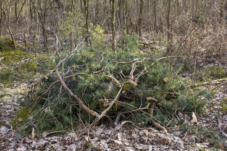 Wycinka w Zwierzyńcu