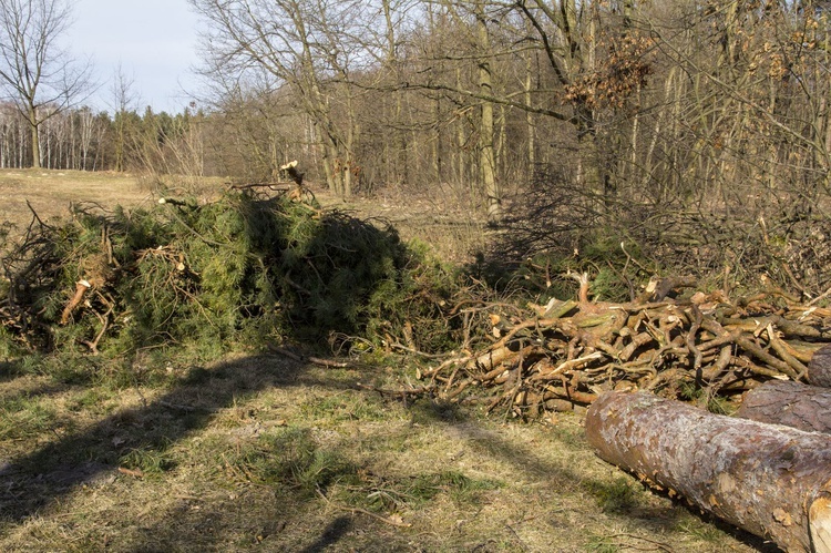 Wycinka w Zwierzyńcu