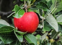 Dlaczego Newton był geniuszem?