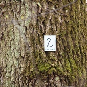 Tabliczki z numerami umieszczone przez przyrodników.