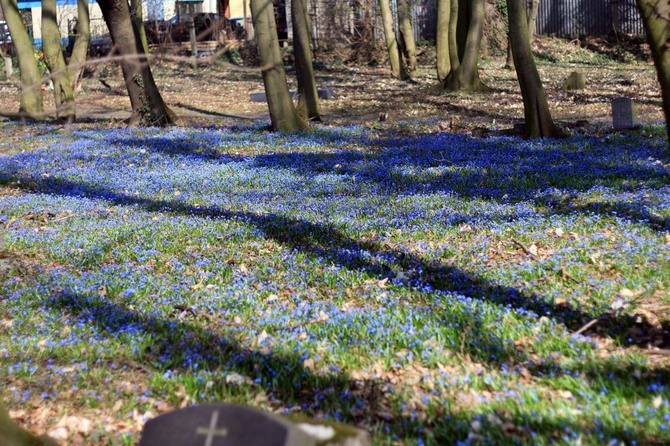 Niebieskie łąki na starym cmentarzu w Koźlu