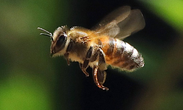 Pszczoła gigant
