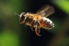 Pszczoła gigant