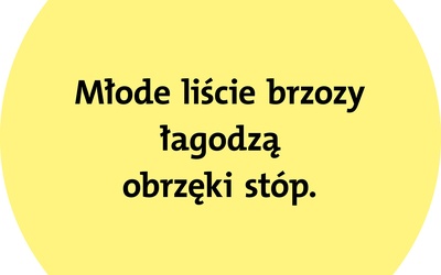 Brzoza niesie pomoc w reumatyzmie