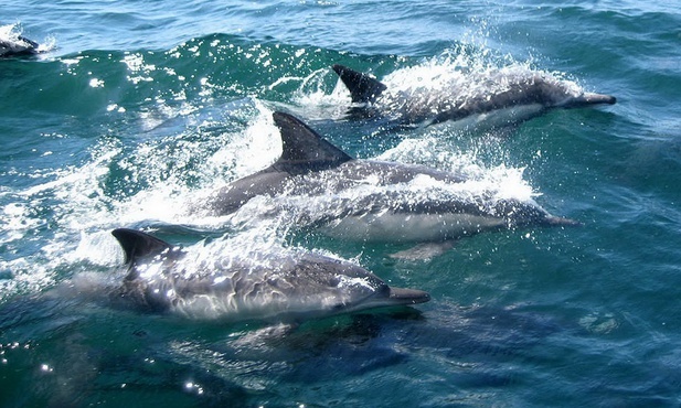 Francja: Ocean od stycznia wyrzucił na brzeg 1100 martwych delfinów