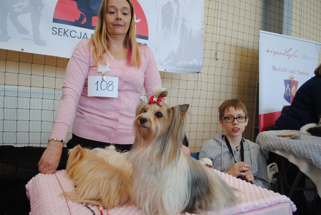 Wystawa psów rasowych w Rudniku nad Sanem