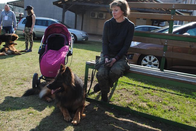 Wystawa psów rasowych w Rudniku nad Sanem