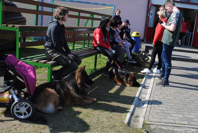 Wystawa psów rasowych w Rudniku nad Sanem