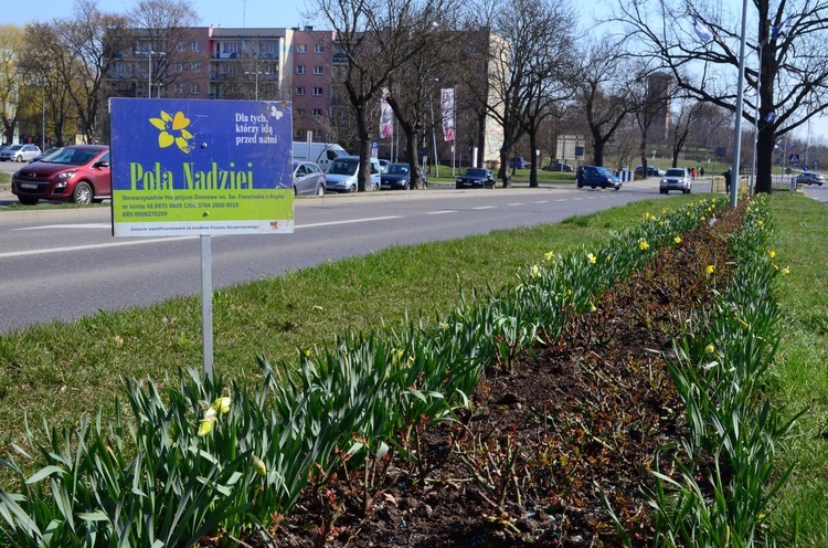 Pola Nadziei w Szczecinku