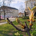 Warszawa zapachniała wiosną