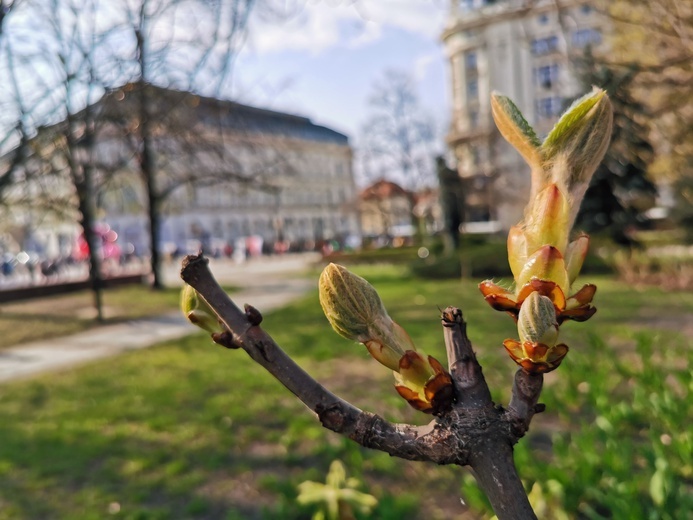 Warszawa zapachniała wiosną