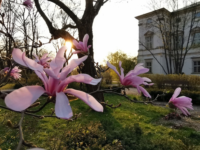 Warszawa zapachniała wiosną