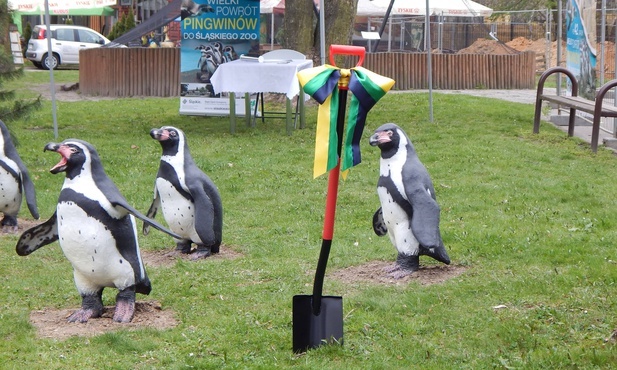 Pingwiny na Boże Narodzenie wrócą do zoo w Chorzowie