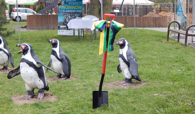 Pingwiny na Boże Narodzenie wrócą do zoo w Chorzowie