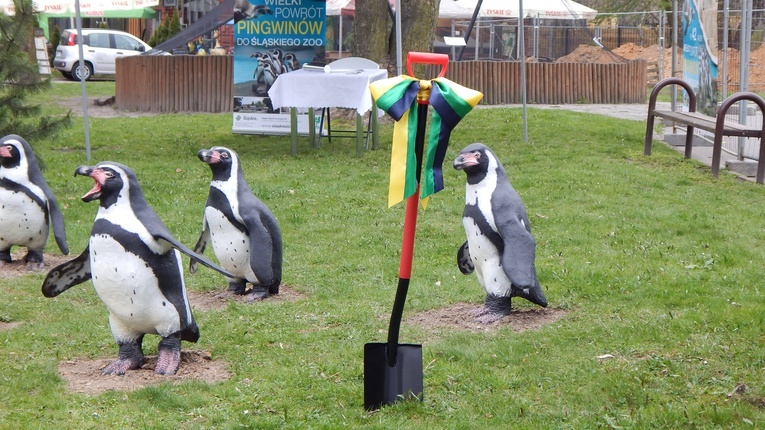 Pingwiny na Boże Narodzenie wrócą do zoo w Chorzowie