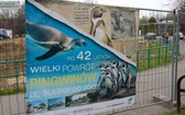 Pingwiny wrócą do śląskiego zoo