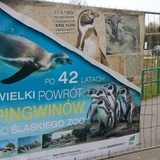 Pingwiny wrócą do śląskiego zoo